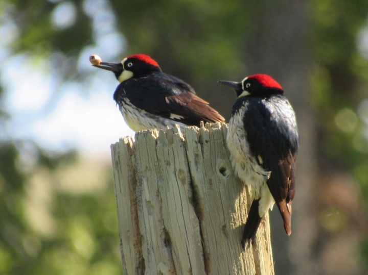 Acorn Woodpeckers